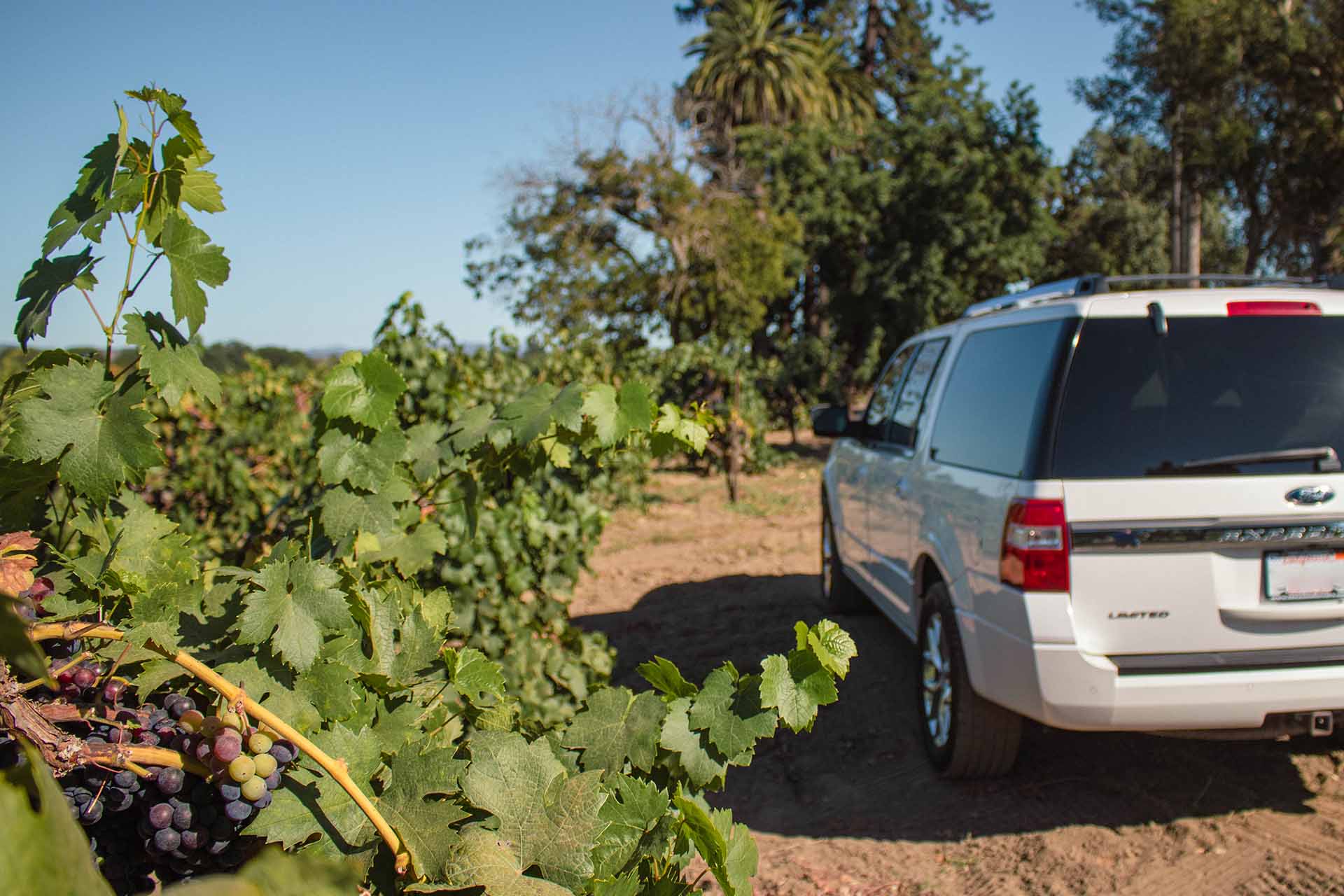Vine tours hotsell